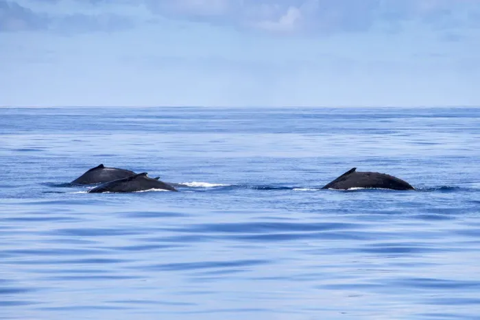 Framed Print : Three Humpback Whales, Ningaloo Marine Park Framed Print : Three Humpback Whales, Ningaloo Marine Park