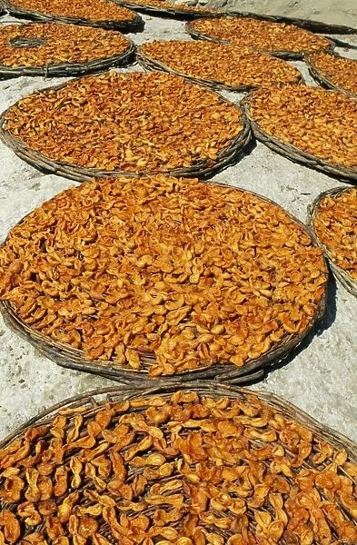 The Hunza Valleys celebrated apricots are laid