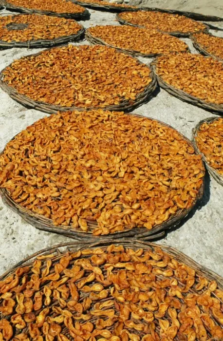 Framed Print : The Hunza Valleys celebrated apricots are laid Framed Print : The Hunza Valleys celebrated apricots are laid