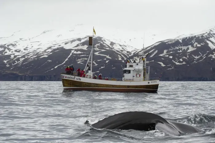 Framed Print : Husavik, northern Iceland. Whale watching Framed Print : Husavik, northern Iceland. Whale watching