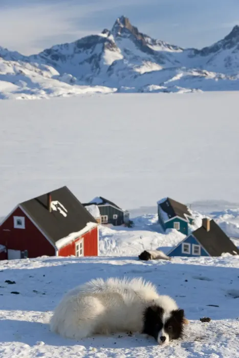 Framed Print : Huskies, Tasiilaq, Greenland, winter