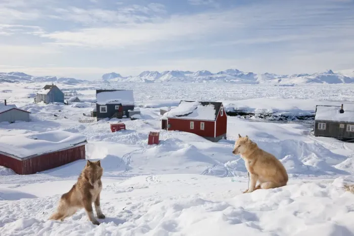 Framed Print : Huskies, Tiniteqilaq in winter, E. Greenland Framed Print : Huskies, Tiniteqilaq in winter, E. Greenland