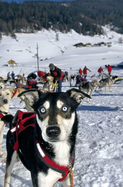 Husky, dog sled tour along an alpine track, Sexten, Alpe Nemes, Dolomite Mountains