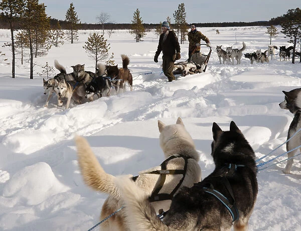 Husky sledding, Lapland, Finland