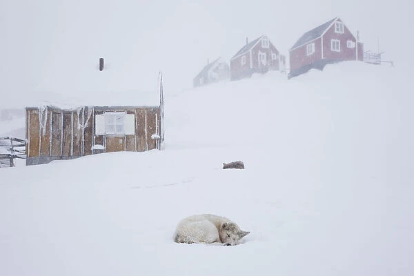 Husky in snow outside houses, Tasiilaq, Greenland