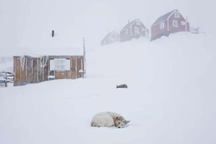 Framed Print : Husky in snow outside houses, Tasiilaq, Greenland Framed Print : Husky in snow outside houses, Tasiilaq, Greenland