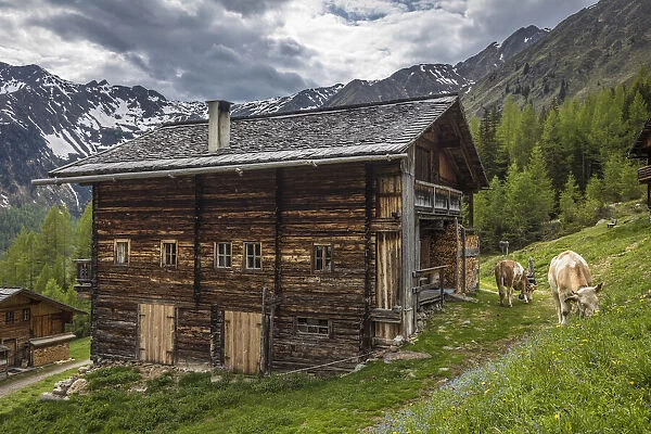 Huts of the Oberalleralm (1, 870 m) in the rear Villgratental with grazing cows, East Tyrol, Tyrol, Austria
