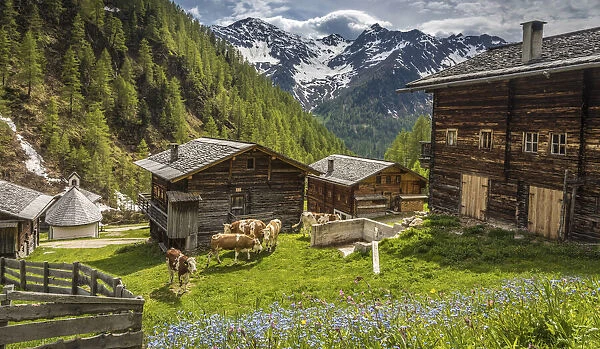 Huts of the Oberalleralm (1, 870 m) in the rear Villgratental, view to the Riesenspitze (2, 774 m), East Tyrol, Tyrol, Austria