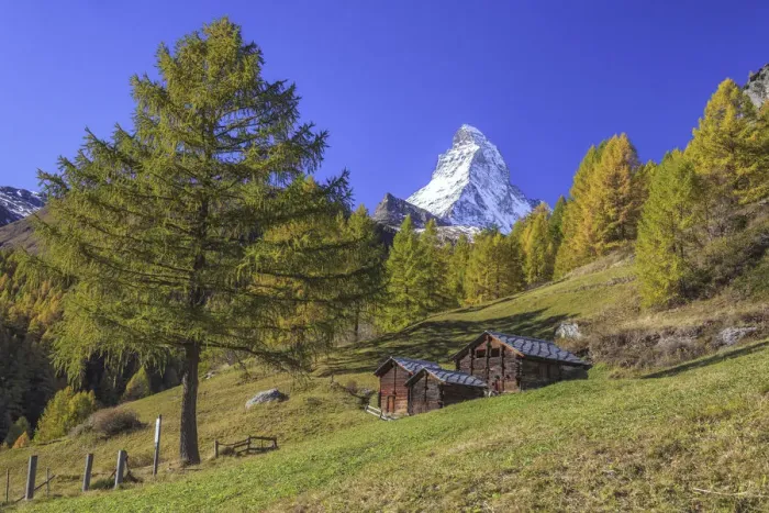 Framed Print : Huts on the pastures of Zermatt surrounded by yellowed larches and the Matterhorn Framed Print : Huts on the pastures of Zermatt surrounded by yellowed larches and the Matterhorn