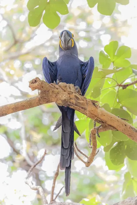 Framed Print : hyacinth macaw (Anodorhynchus hyacinthinus), or hyacinthine macaw, Pantanal, Mato Grosso, Brazil Framed Print : hyacinth macaw (Anodorhynchus hyacinthinus), or hyacinthine macaw, Pantanal, Mato Grosso, Brazil
