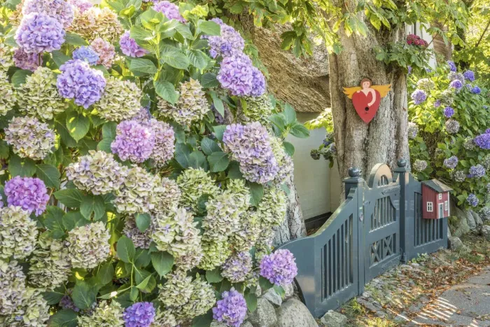 Framed Print : Hydrangea bush in front of the old captain`s house in Keitum, Sylt, Schleswig-Holstein Framed Print : Hydrangea bush in front of the old captain`s house in Keitum, Sylt, Schleswig-Holstein