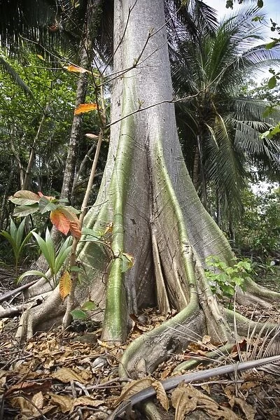 I dont know what the name of this tree is Sao Tome