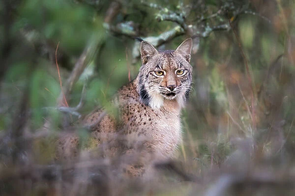 Iberian lynx in Sierra de Andujar, Spain