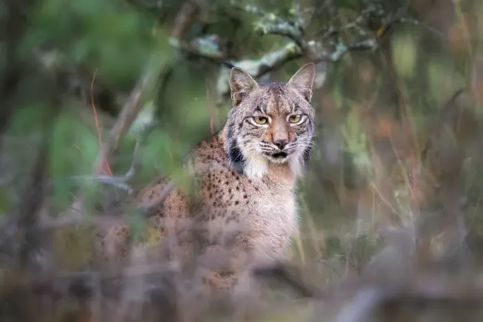 Framed Print : Iberian lynx in Sierra de Andujar, Spain Framed Print : Iberian lynx in Sierra de Andujar, Spain