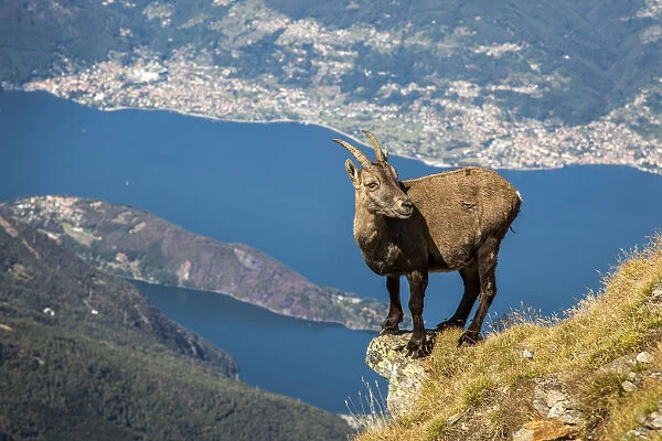 Ibex at Legnone Mountain, in the backgroud Como lake, Lombardy, Italy