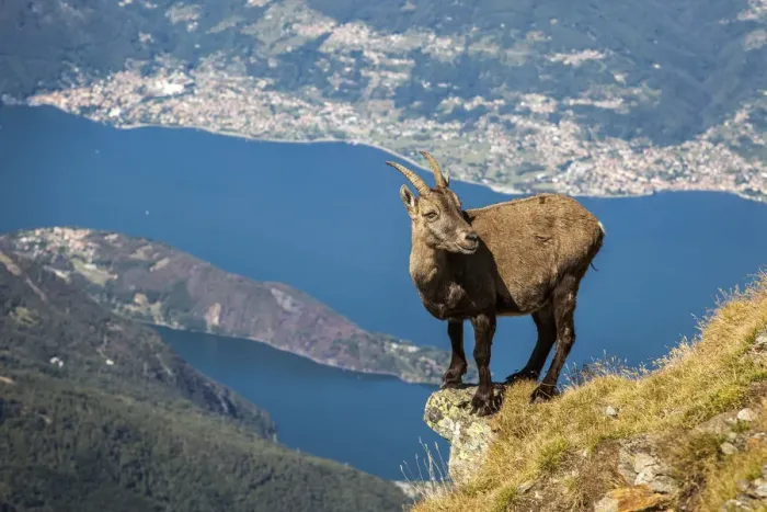 Framed Print : Ibex at Legnone Mountain, in the backgroud Como lake, Lombardy, Italy Framed Print : Ibex at Legnone Mountain, in the backgroud Como lake, Lombardy, Italy