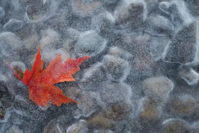 Framed Print : Ice and leaf, Salmon Arm, British Columbia, Canada