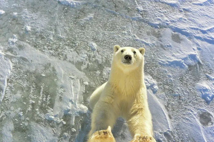 Framed Print : From the ice, a male polar bear jumps up against a tundra buggy, Manitoba, Canada Framed Print : From the ice, a male polar bear jumps up against a tundra buggy, Manitoba, Canada