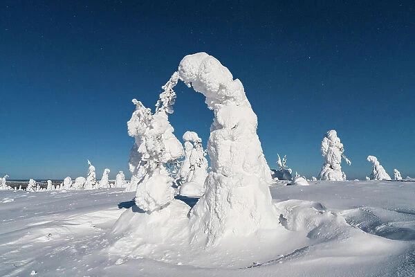 Ice sculptures lit by moon in the cold arctic night, Riisitunturi National Park, Posio, Lapland, Finland