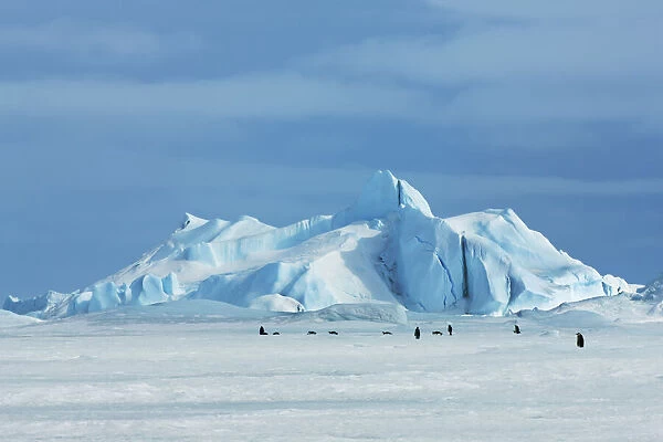 Iceberg and emperor penguins - Antarctica, Antarctic Peninsula, Snowhill Island