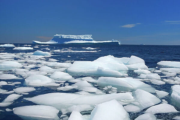 Icebergs floating in the Atlantic Ocean Near St. Anthony Newfoundland & Labrador, Canada