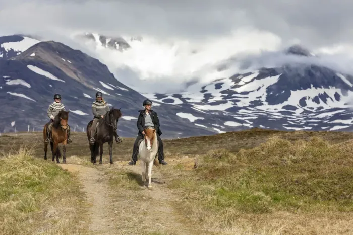 Framed Print : Iceland, Akureyri, 3 people riding Icelandic horses Framed Print : Iceland, Akureyri, 3 people riding Icelandic horses