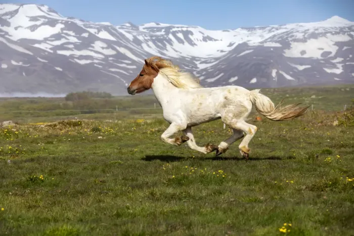 Framed Print : Iceland, Akureyri, a multi-coloured Icelandic horse gallops in a meadow in North Iceland Framed Print : Iceland, Akureyri, a multi-coloured Icelandic horse gallops in a meadow in North Iceland