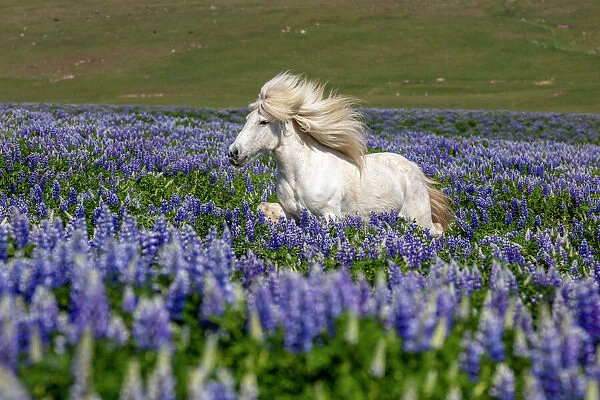 Iceland, Akureyri, white Icelandic horse runs through a field of lupins
