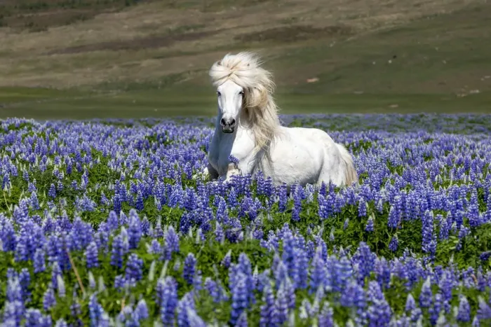 Framed Print : Iceland, Akureyri, white Icelandic horse runs through a field of lupins Framed Print : Iceland, Akureyri, white Icelandic horse runs through a field of lupins