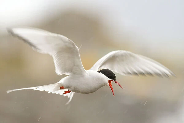 Iceland, Arctic tern