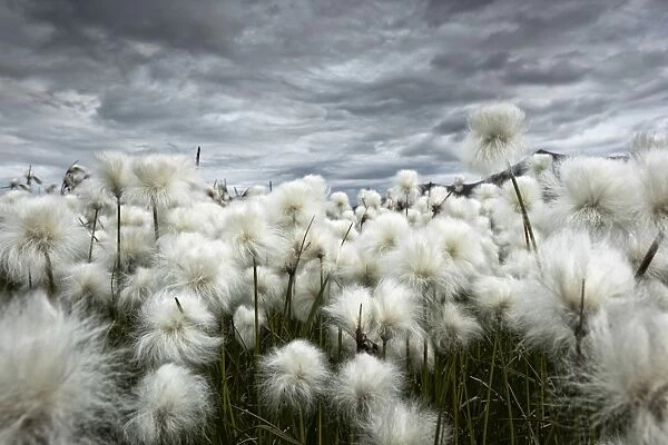 Iceland, Landmannlaugar, Flowering of cottongrass and the Iceland sky, leaden
