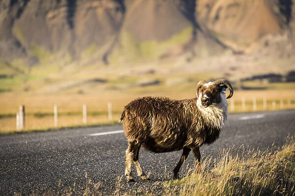 Iceland, mutton on the lonely street at sunset