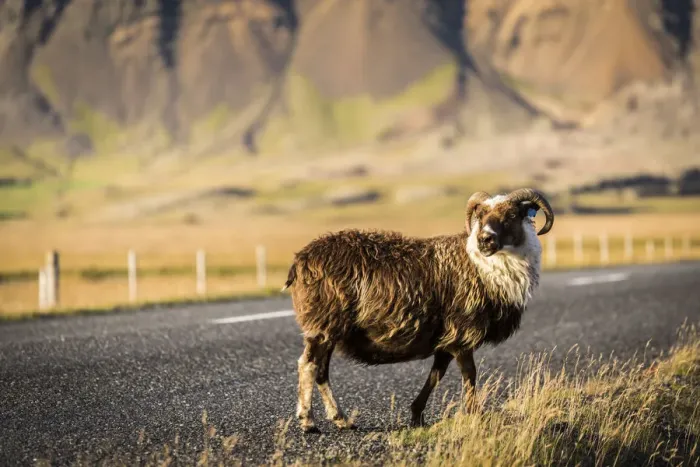 Framed Print : Iceland, mutton on the lonely street at sunset Framed Print : Iceland, mutton on the lonely street at sunset