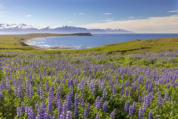 Iceland, North Iceland, Eyjafjazaoraza'ur, a field of Lupins in June