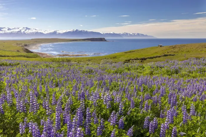 Framed Print : Iceland, North Iceland, Eyjafjazaoraza'ur, a field of Lupins in June Framed Print : Iceland, North Iceland, Eyjafjazaoraza'ur, a field of Lupins in June