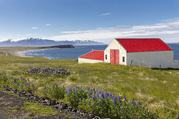 Iceland, North Iceland, Eyjafjorður, a pretty red barn in a field of Lupins in June
