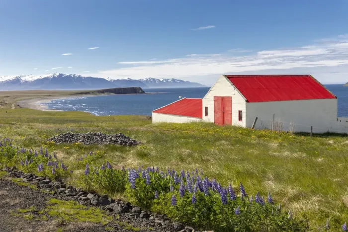 Framed Print : Iceland, North Iceland, Eyjafjorður, a pretty red barn in a field of Lupins in June Framed Print : Iceland, North Iceland, Eyjafjorður, a pretty red barn in a field of Lupins in June