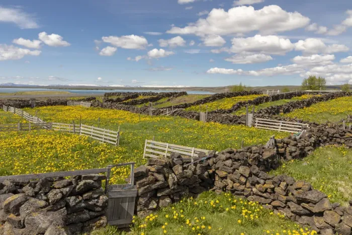Framed Print : Iceland, North Iceland, Myvatn, stone walls used as pens for sheep Framed Print : Iceland, North Iceland, Myvatn, stone walls used as pens for sheep