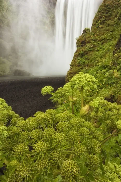 Framed Print : Iceland, South Iceland, Seljalandsfoss waterfalls Framed Print : Iceland, South Iceland, Seljalandsfoss waterfalls