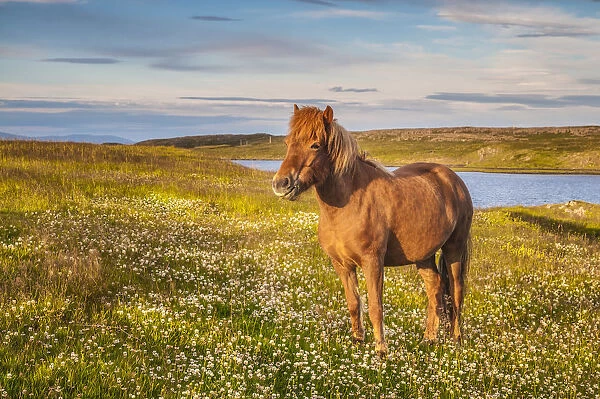 Iceland. Typical Icelandic horses