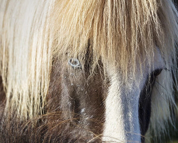 Icelandic horse with a blue eye and hairy mane, South Iceland