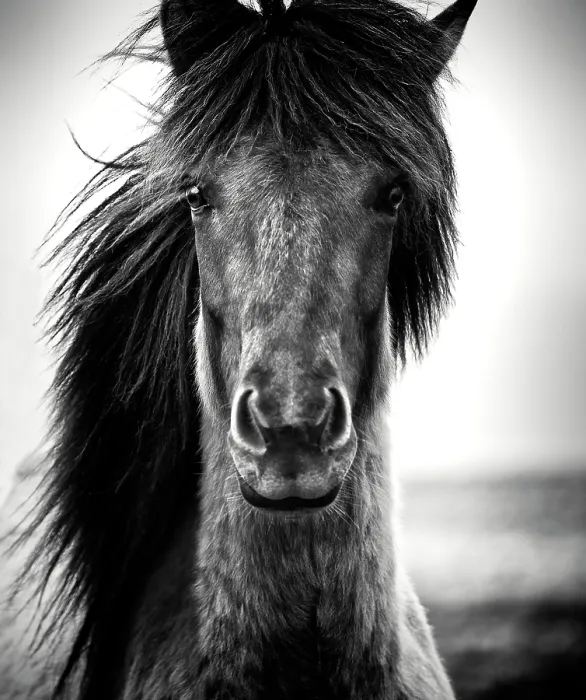 Framed Print : Icelandic horse, Iceland Framed Print : Icelandic horse, Iceland