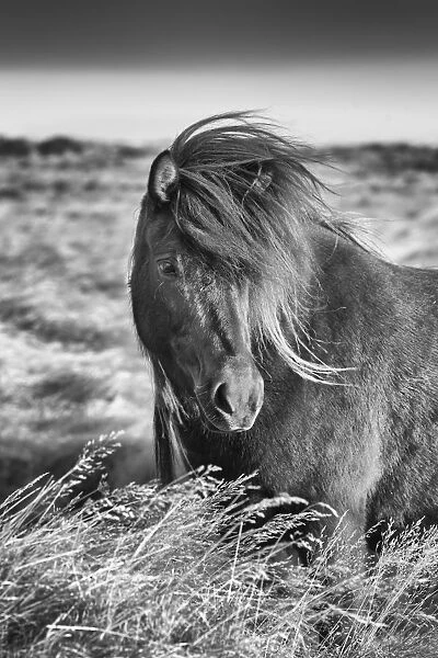 Icelandic horse standing in a field, South Iceland