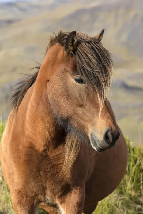 Framed Print : Icelandic horse standing in a field, South Iceland Framed Print : Icelandic horse standing in a field, South Iceland