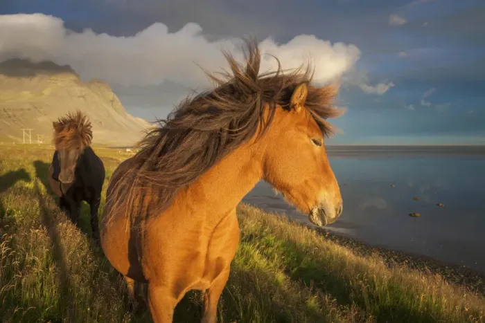 Framed Print : Icelandic horses enjoying the a gentle breeze in the south of Iceland near to Haofn Framed Print : Icelandic horses enjoying the a gentle breeze in the south of Iceland near to Haofn