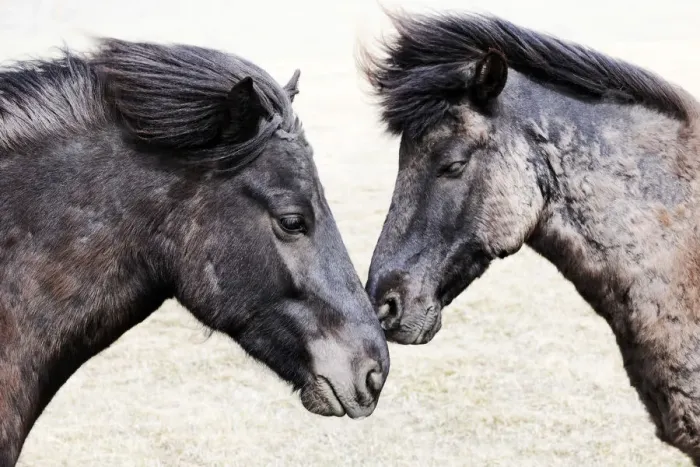 Framed Print : Icelandic horses, Iceland Framed Print : Icelandic horses, Iceland