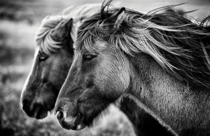 Framed Print : Icelandic horses, Iceland Framed Print : Icelandic horses, Iceland