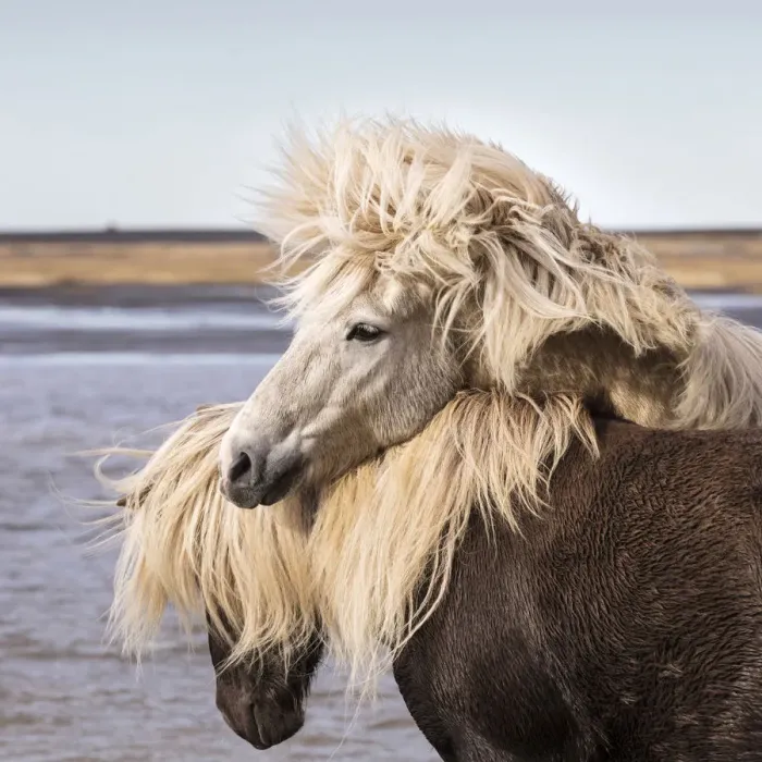 Framed Print : Icelandic horses playing near a lake, South Iceland Framed Print : Icelandic horses playing near a lake, South Iceland