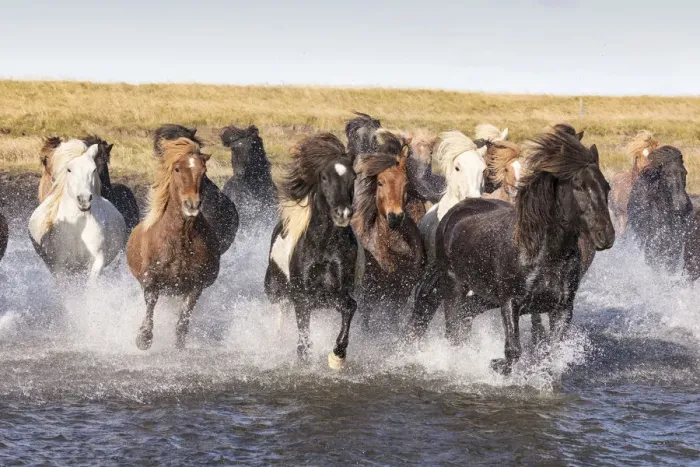Framed Print : Icelandic horses running across a glacial river, South Iceland Framed Print : Icelandic horses running across a glacial river, South Iceland