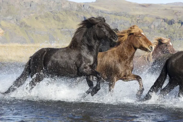Framed Print : Icelandic horses running across a glacial river, South Iceland